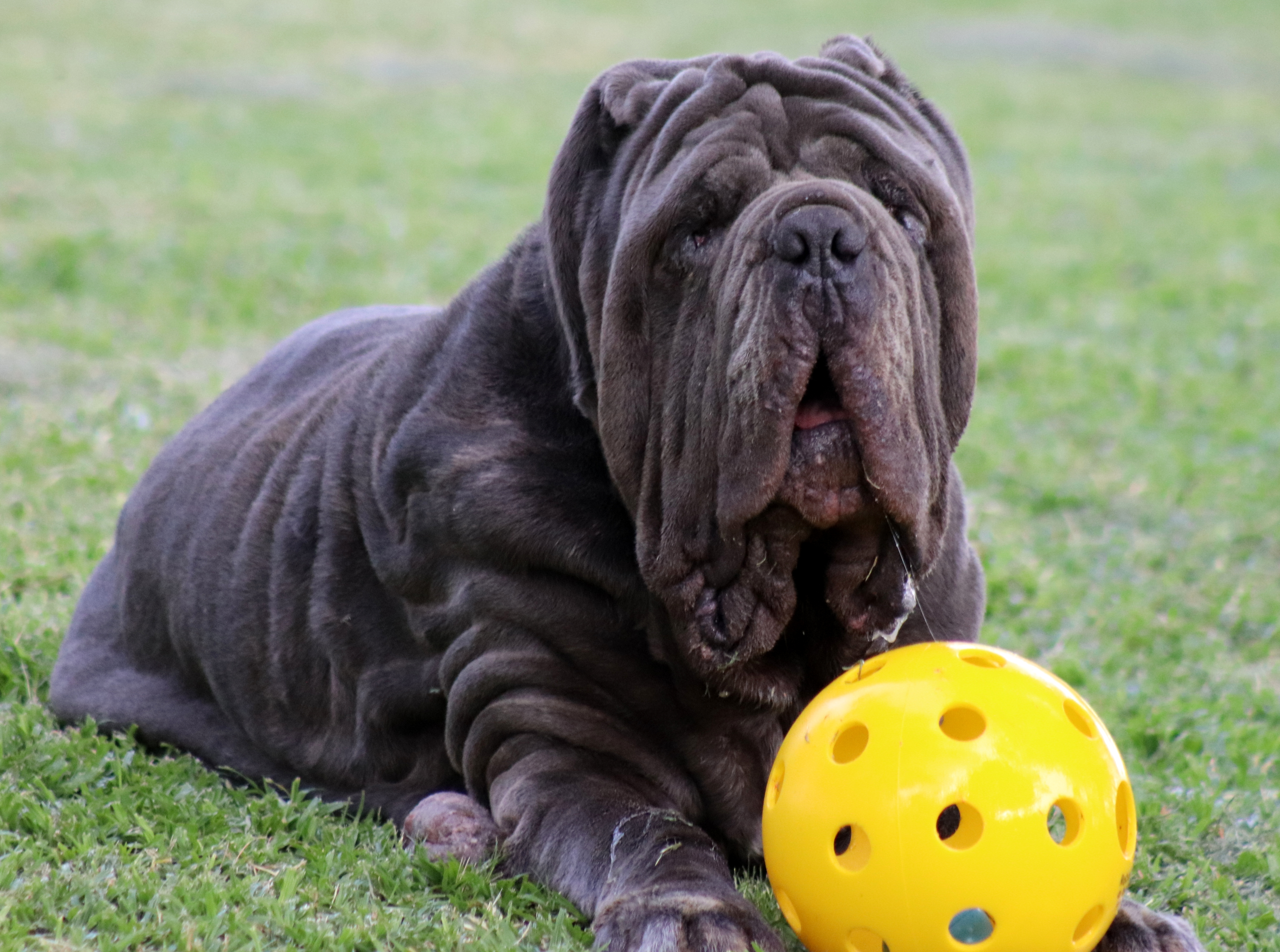 are neapolitan mastiffs intelligent dogs